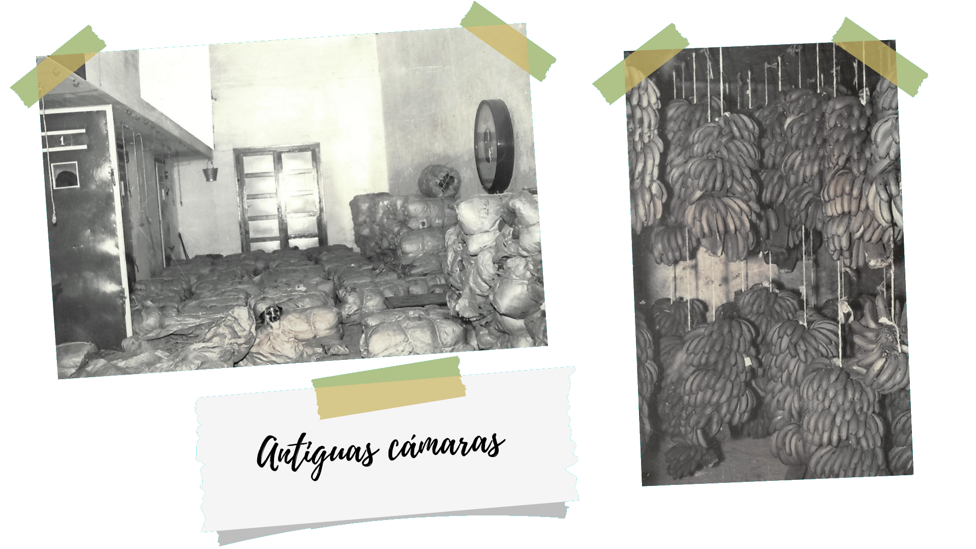 Platanos-salinas-camaras-maduracion-antiguas